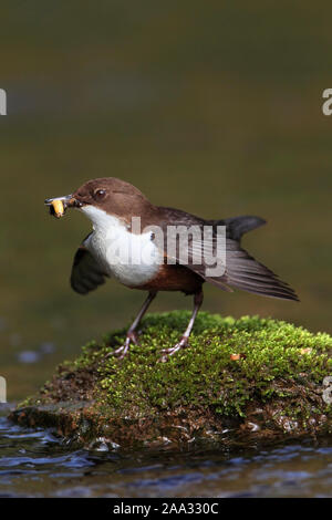 Balancier (Cinclus cinclus) avec les proies, curtseying ou pendillant, Ecosse, Royaume-Uni. Banque D'Images