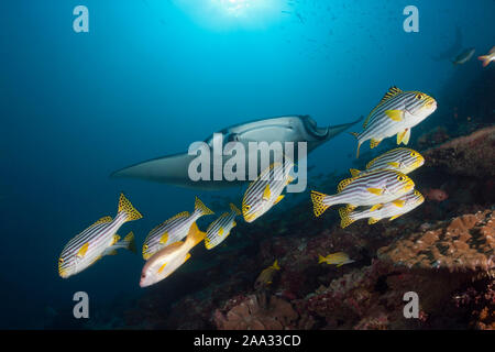 Reef Raie Manta, Manta alfredi, Ari Atoll, Maldives, océan Indien Banque D'Images