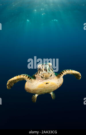 La tortue imbriquée, Eretmochelys imbricata, South Male Atoll, Maldives, océan Indien Banque D'Images