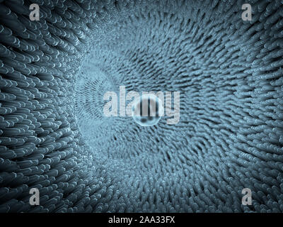 L'insuline et des leucocytes à l'intérieur du vaisseau sanguin, globules rouges, globules blancs à l'intérieur du vaisseau sanguin, pulsant de l'artère, le sang rouge et blanc Banque D'Images