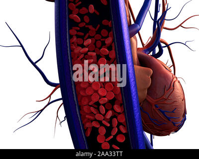 Les vaisseaux sanguins de l'artère, illustré avec une section, le rendu de haute qualité avec des textures originales et de l'illumination globale, Banque D'Images