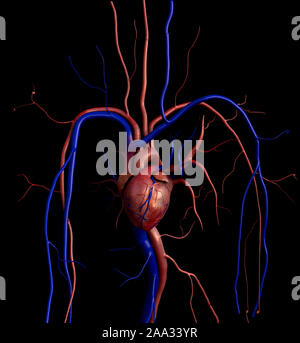 Modèle coeur, coeur plein chemin de détourage inclus, coeur de l'homme pour l'étude médicale, les droits de l'anatomie cardiaque Banque D'Images