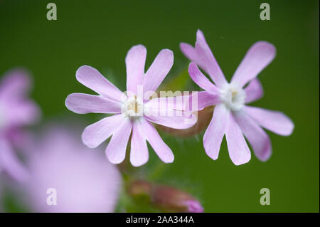 Silene x hampeana Lichtnelke-Hybride,hybride,Campion Banque D'Images