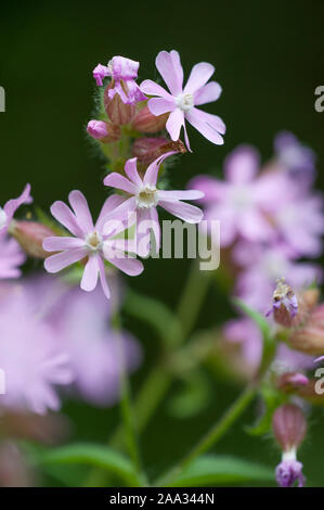 Silene x hampeana Lichtnelke-Hybride,hybride,Campion Banque D'Images