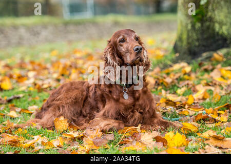 Setter irlandais dans les feuilles d'automne Banque D'Images