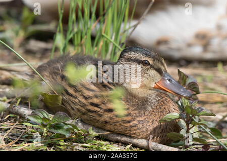 Gros plan de canard sauvage de canard collard britannique (Anas platyrhynchos) isolé à l'extérieur assis sur le sol. Canards britanniques. Oiseaux aquatiques britanniques. Banque D'Images