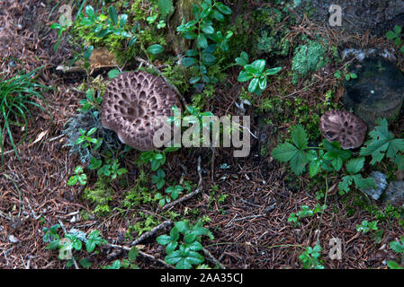 Sarcodon Imbricatus à l'état sauvage dans les bois. Banque D'Images