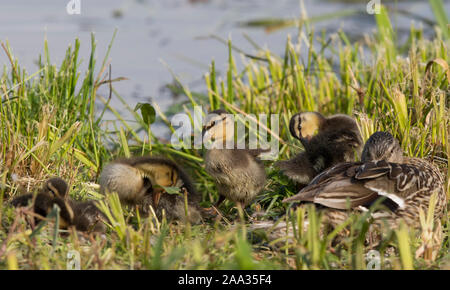 Gros plan sur le canard malard britannique féminin (Anas platyrhynchos) assis sur la rive du fleuve en été soleil avec sa famille de conduits nouveau-nés. Banque D'Images