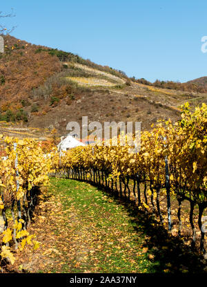 Un vignoble en automne menant à la colline surplombant la ville Durnstein il en Autriche Banque D'Images