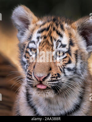 Trois mois Amur tiger cub Banque D'Images