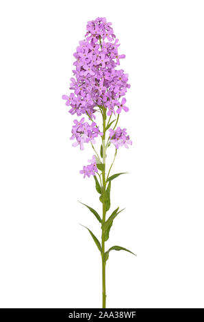 Dame's Rocket (Hesperis matronalis) flower isolated on a white background Banque D'Images