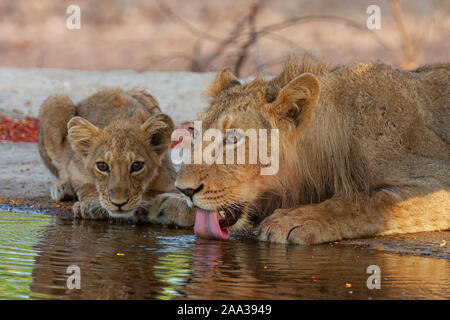 Asiatic Lion pride à trou d'eau dans la région de Rif Banque D'Images