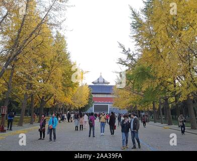 Beijing, Chine. 10 Nov, 2019. Photo Mobile montre que les personnes visitant le Temple du Ciel (Tiantan Park) à Beijing, capitale de Chine, le 10 novembre 2019. Credit : Guan Guifeng/Xinhua/Alamy Live News Banque D'Images