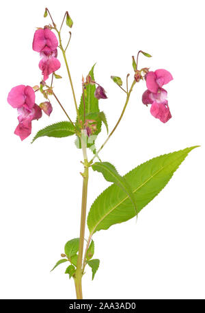 Impatiens glandulifera flower isolated on white background Banque D'Images