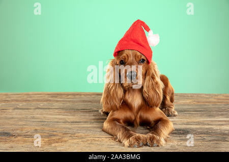 Cadeau de Noël. Cocker Anglais jeune chien pose. Ludique Cute doggy ou pet brun couché sur un plancher en bois isolé sur fond vert. Concept de mouvement, action, mouvement, animaux domestiques l'amour. Banque D'Images