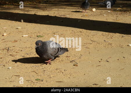 Pigeon dans un parc de Talavera en un matin d'automne. Banque D'Images