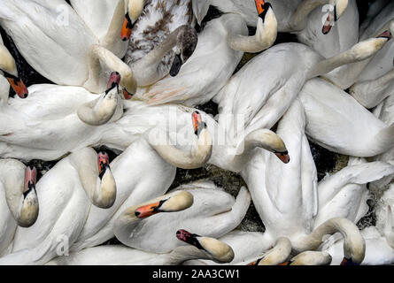 Hambourg, Allemagne. 19 Nov, 2019. L'Alster cygnes ont été arrêtés dans l'hôtel de ville écluse. L'Alster cygnes se déplacent à leurs quartiers d'hiver. Axel Heimken Crédit :/dpa/Alamy Live News Banque D'Images