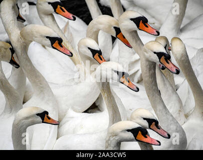 Hambourg, Allemagne. 19 Nov, 2019. L'Alster cygnes ont été arrêtés dans l'hôtel de ville écluse. L'Alster cygnes se déplacent à leurs quartiers d'hiver. Axel Heimken Crédit :/dpa/Alamy Live News Banque D'Images