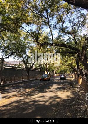 Beijing, Chine. 10 Nov, 2019. Photo montre Mobile décor de l'automne sur Nanchangjie Street à Pékin, capitale de la Chine, le 10 novembre 2019. Credit : Ding Hongfa/Xinhua/Alamy Live News Banque D'Images