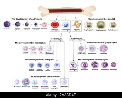 Les cellules de sang, développement des érythrocytes globules rouges, leucocytes, les éosinophiles, les lymphocytes, les neutrophiles, les basophiles, les monocytes, formation de plaquettes Banque D'Images