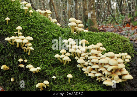 Touffe de soufre les champignons sur un tronc dans un bois Banque D'Images