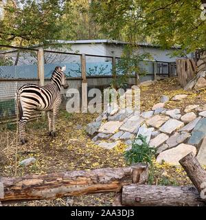 Beijing, Chine. 10 Nov, 2019. Montre une photo mobile zebra à Zoo de Pékin à Beijing, capitale de Chine, le 10 novembre 2019. Credit : Zhang Haofu/Xinhua/Alamy Live News Banque D'Images