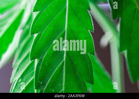. Photos thématiques du chanvre et marijuana vert feuille de cannabis. image de fond. Feuilles vert vif de la marijuana close-up avec un modèle distinct et la texture. Banque D'Images