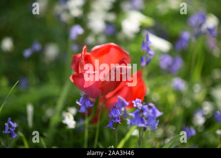 Fleur de pavot avec Bluebells Banque D'Images
