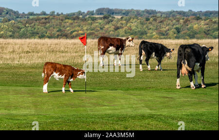 Un ballon quitte les quatre 5e vert sur Golf Minchinhampton, les Cotswolds, Gloucestershire, Angleterre, Royaume-Uni Banque D'Images