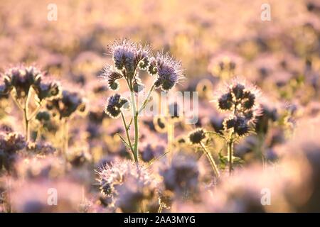 Libre de Lacy phacelia (Phacelia tanacetifolia) dans le domaine au lever du soleil. Banque D'Images