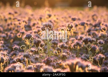 Libre de Lacy phacelia (Phacelia tanacetifolia) dans le domaine au lever du soleil. Banque D'Images