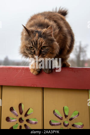 Fluffy cat sur une clôture en bois avec des motifs sculptés. Banque D'Images