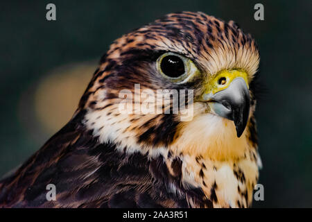 Portrait d'un crécerelle d'Amérique (Falco sparverius), l'île de Vancouver, Colombie-Britannique, Canada Banque D'Images