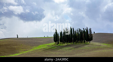 Toscane Italie Agriculture paysage typique des collines de Cyprès Toscana Nature Background Banque D'Images