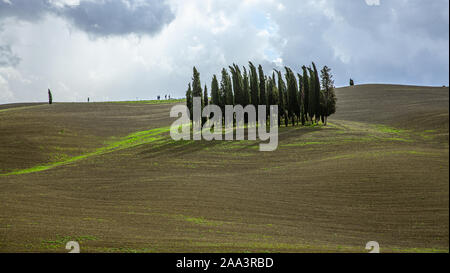 Toscane Italie Agriculture paysage typique des collines de Cyprès Toscana Nature Background Banque D'Images