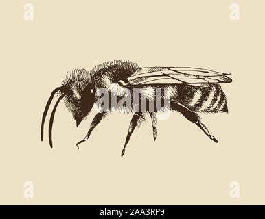 Vector illustration d'abeilles dans leur gravure isolé sur fond beige Illustration de Vecteur