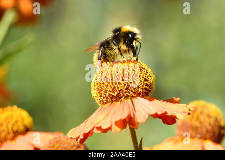 Fluffy bumblebee sur orange juteuse fleur avec centre jaune vif et pur agréable pétales. Bumblebee recueillir le nectar en inflorescence en macro. Re élevé Banque D'Images