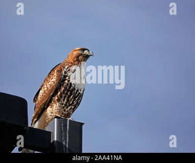 Portrait d'une buse à queue rousse, Buteo jamaicensis, perché sur un poteau de lumière tout en essayant d'espionner les proies dans un champ voisin dans le centre de l'Oregon, près de la ville o Banque D'Images