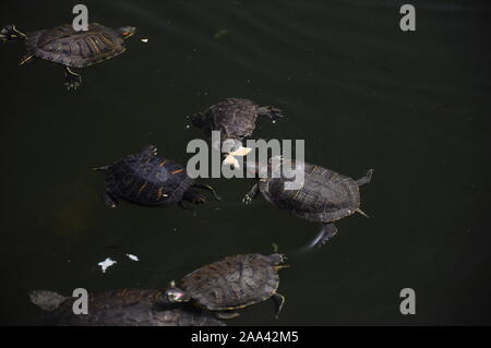 Peu de tortues sauvages nager dans le lac et manger du pain Banque D'Images