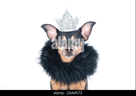 Chien dans la couronne et un boa, un roi, le prince , isolé sur blanc un portrait d'un chien élégant Banque D'Images