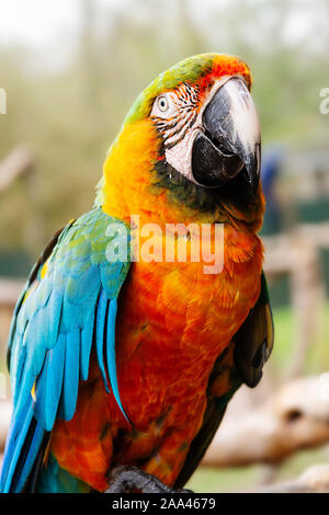 Macaw parrot sur les branches, bleu, jaune, orange perroquets colorés au zoo. Banque D'Images