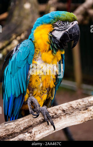 Perroquet ara bleu jaune sur les branches, perroquets colorés au zoo. Banque D'Images