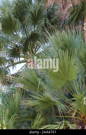 Peuplier de l'Printemps dans Joshua Tree National Park, Colorado naturelles rares habitats désertiques adaptées à la Californie, Palmier Washingtonia filifera. Banque D'Images