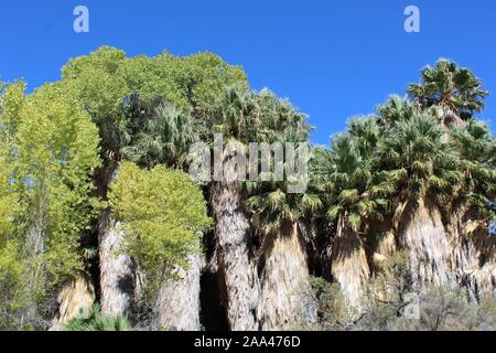 Peuplier de l'Printemps dans Joshua Tree National Park, Colorado naturelles rares habitats désertiques adaptées à la Californie, Palmier Washingtonia filifera. Banque D'Images