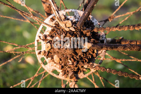 19 novembre 2019, Hessen, Frankfurt/Main : l'arrière plateaux d'un vélo rouillé qui était complètement récupéré de l'eau principal sont couverts avec des coquilles. Photo : Andreas Arnold/dpa Banque D'Images