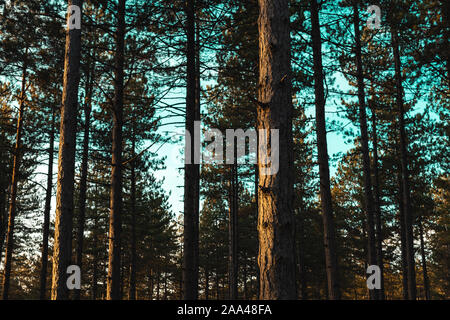 Pine Tree Trunk éclairées par la lumière de soleil chaud, godlen pinède dans Zlatibor régions, la Serbie. Focus sélectif. Banque D'Images