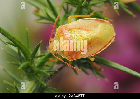 L'ajonc fraîchement émergés (Shieldbug Piezodorus lituratus) au repos sur l'ajonc bush. Tipperary, Irlande Banque D'Images