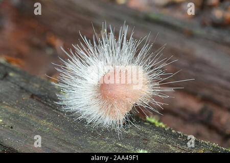 Spinellus fusiger, connu sous le nom de moule de capot, poussant sur le saignement, Mycena haematopus casque fée Banque D'Images