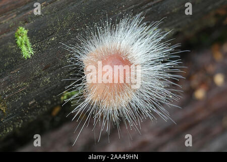 Spinellus fusiger, connu sous le nom de moule de capot, poussant sur Mycena haematopus, connu sous le nom de casque de fées purge Banque D'Images