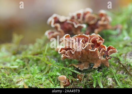Stereum gausapatum, connu sous le nom de chêne de saignement, croûte aux champignons sauvages de Finlande Banque D'Images